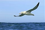 Royal Albatross